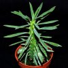 Euphorbia loricata-art271